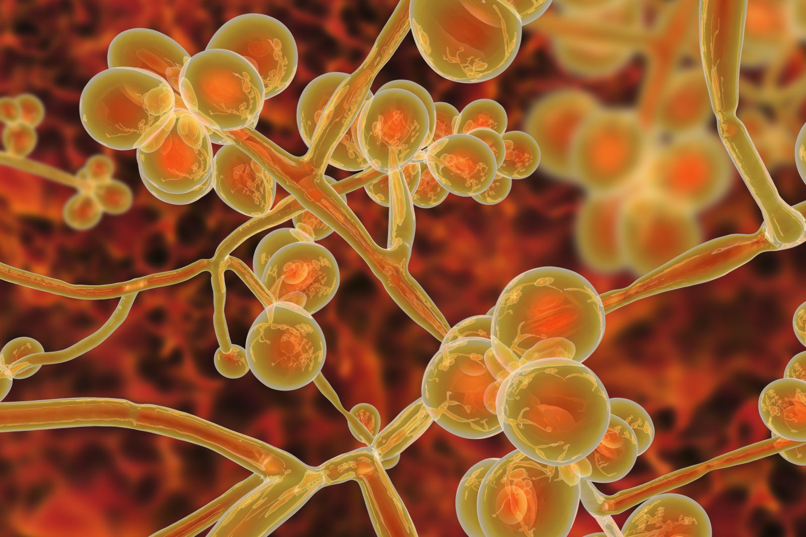 Candida Auris an Emerging Killer | Vohra Wound Physicians