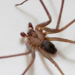 brown-recluse